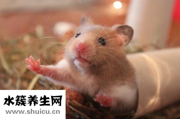 油炸倉(cāng)鼠視頻