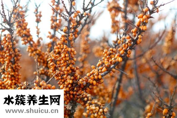 沙棘籽油軟膠囊