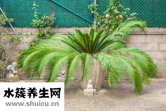 西洋參上火還是降火