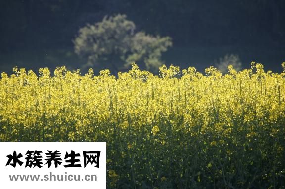 油菜可以生吃嗎