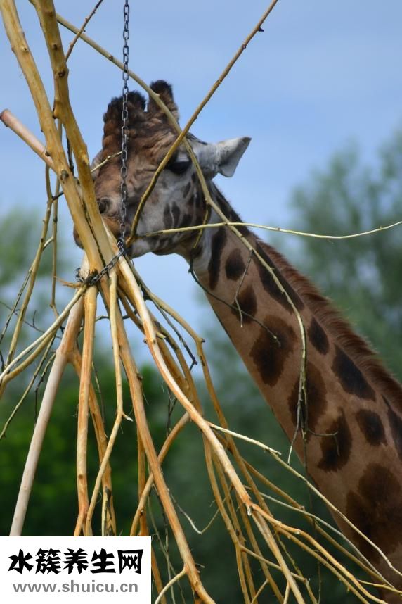 脖子扭傷怎么辦