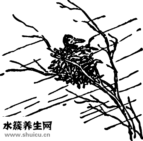 雪燕和燕窩的區(qū)別