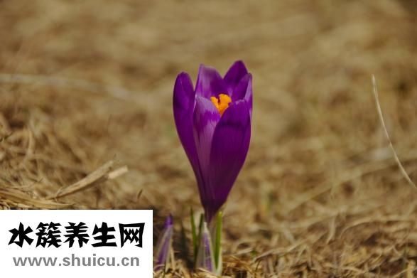 陽起石的功效與作用