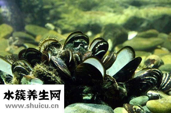 生蠔和牡蠣的區別