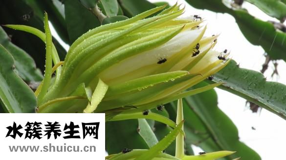 懷孕可以吃櫻桃嗎