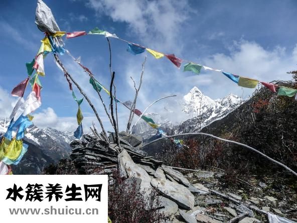 雪蓮花多少錢一斤