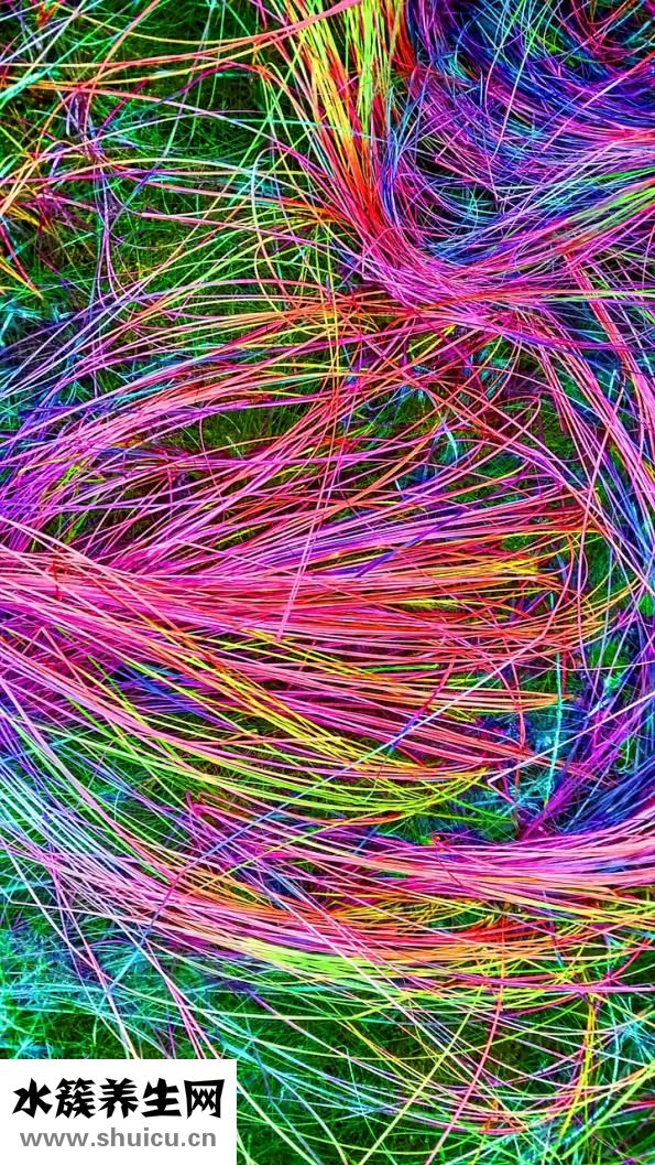 生蠔和牡蠣的區別