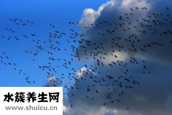 牙根發黑是怎么回事