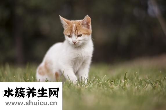 缺鐵性貧血脫發