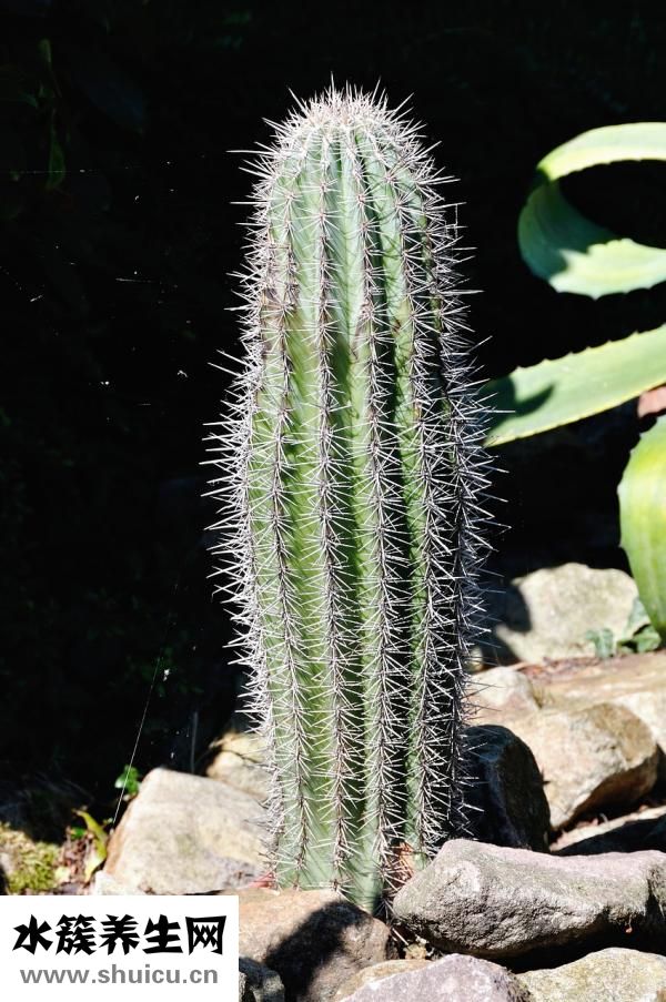 湯圓能炸著吃嗎