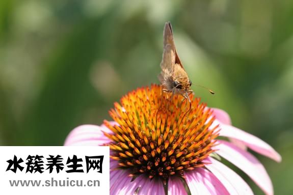 舌頭對應(yīng)五臟圖