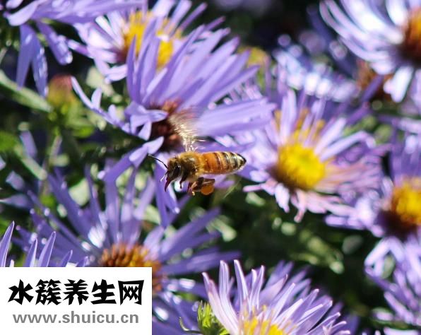 鹽酸司他斯汀片