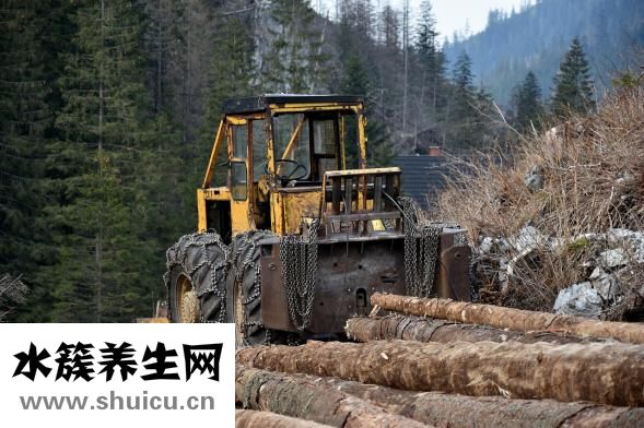 杏鮑菇炒多久能熟