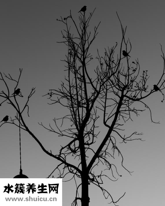 牙齒的種類有哪些