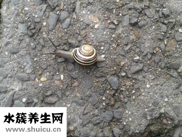 胰腺粘液性囊腺瘤