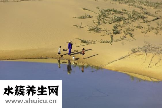 燕窩如何分辨真假