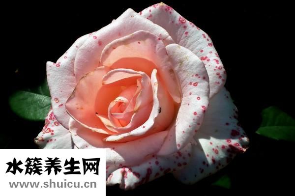 多潘立酮片是什么藥