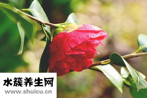 右眼皮跳是什么預兆