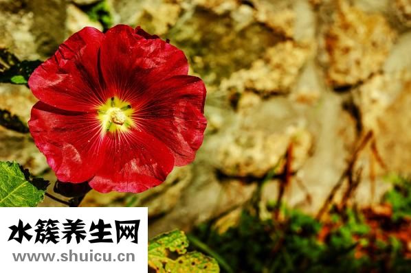 嘴苦是什么原因