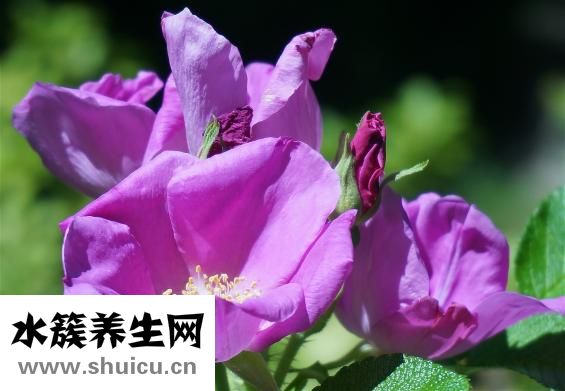 拉肚子吃什么藥