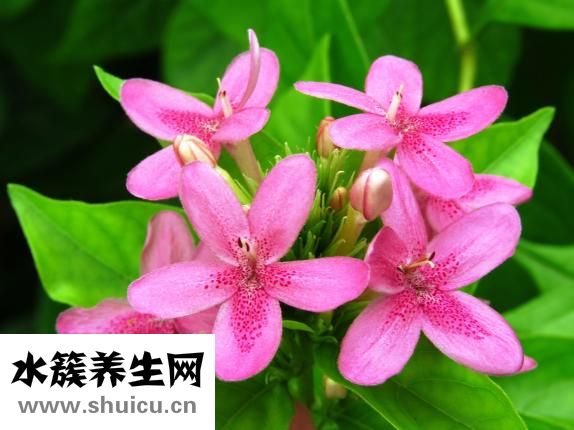 斷奶后多久來(lái)月經(jīng)