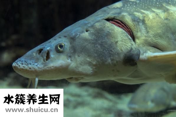 小魚缸適合養什么魚