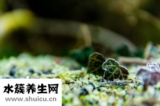 國(guó)籍怎么填