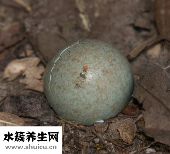 在家做什么掙錢