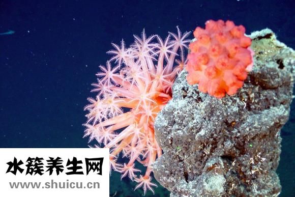 吃什么生發(fā)