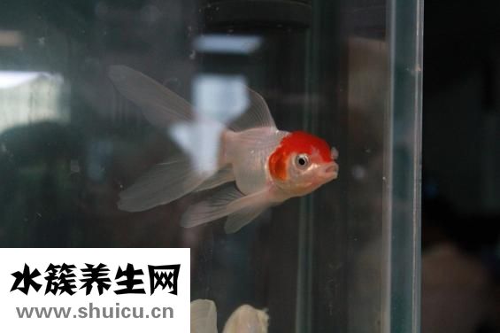 小魚缸適合養什么魚