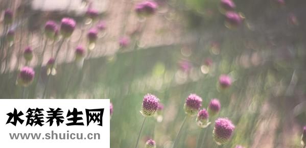 扶她是什么意思