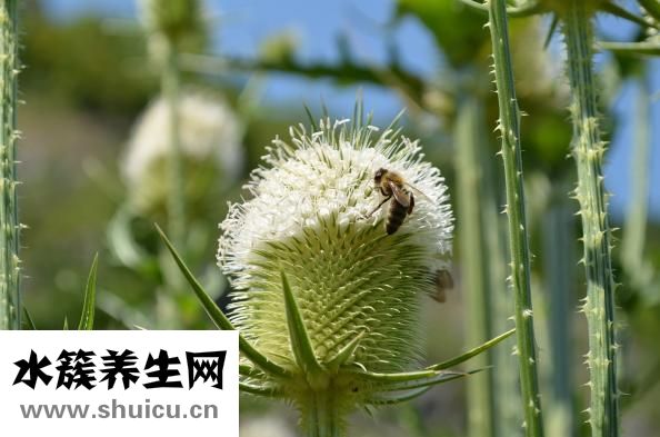 入盆是什么意思