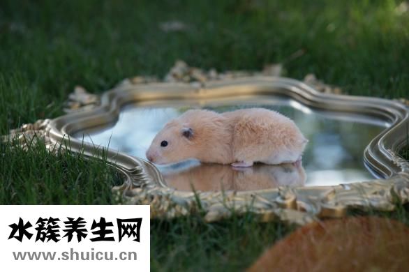 倉(cāng)鼠怎么養(yǎng)