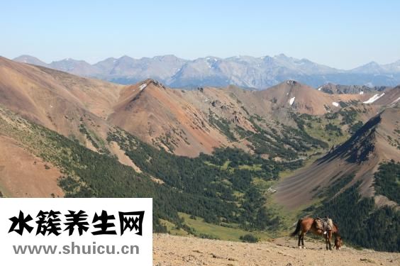 大龍蝦怎么做好吃