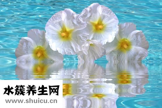 大紅袍屬于什么茶