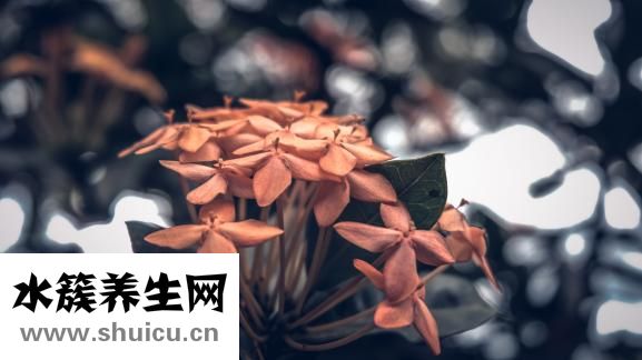 文竹葉子發(fā)黃怎么辦