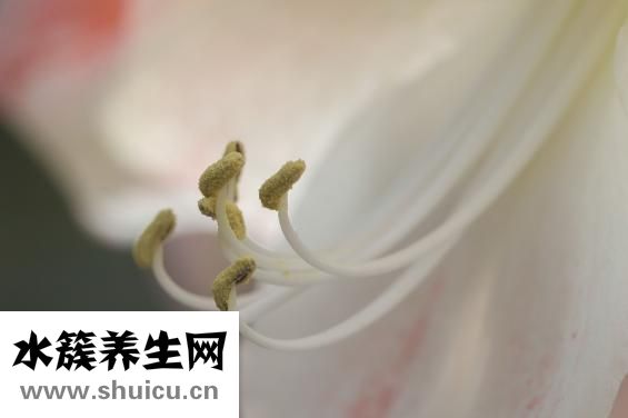 如何消除黑眼圈