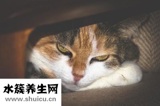 安撫奶嘴什么時候用