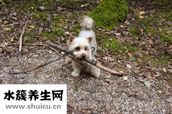 兒童口腔潰瘍怎么辦