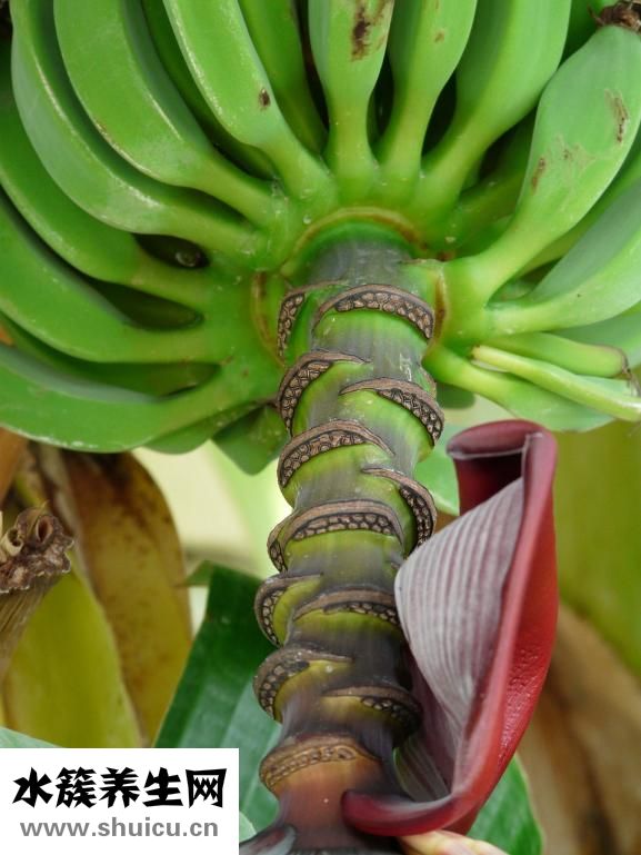 智齒牙齦腫痛怎么辦