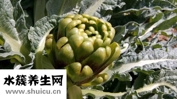 吃什么可以增肥