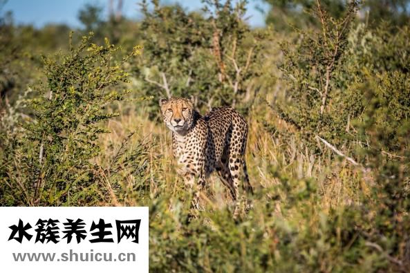 嗜睡是什么意思