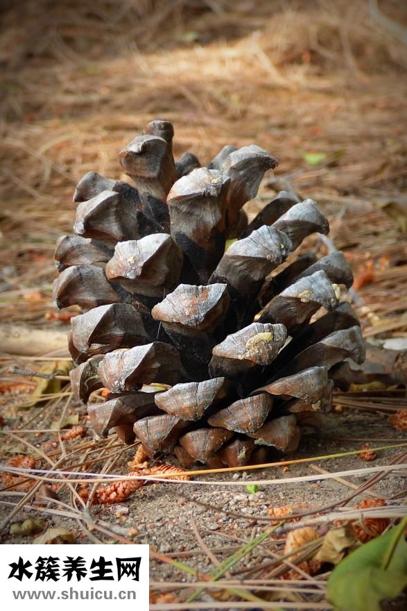 月經(jīng)期間吃什么菜好