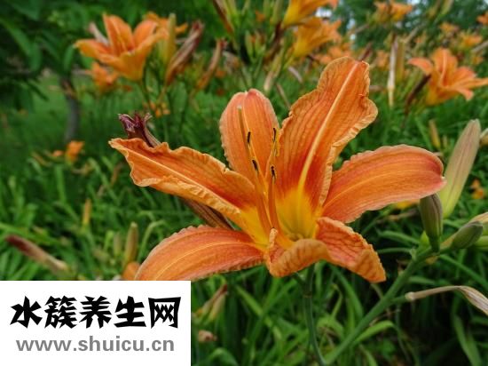 如何治療焦慮癥