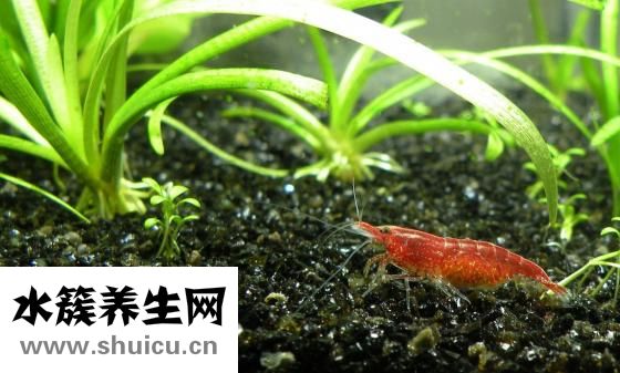 對蝦怎么做好吃