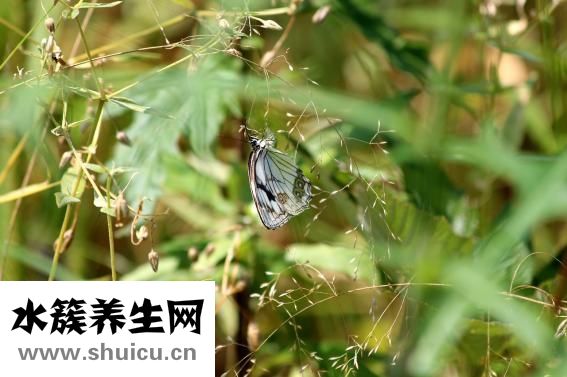 冬蟲夏草怎么食用