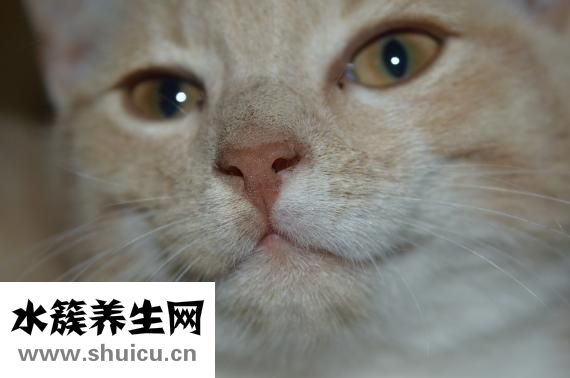 臉上紅血絲怎么辦