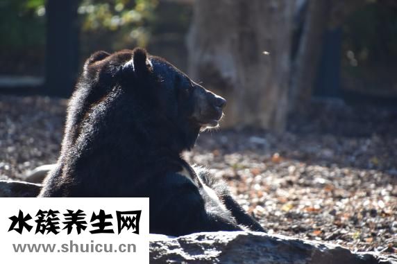 鼻子黑頭怎么辦