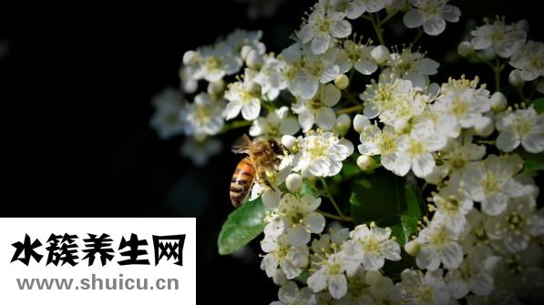 度蜜月去哪里好