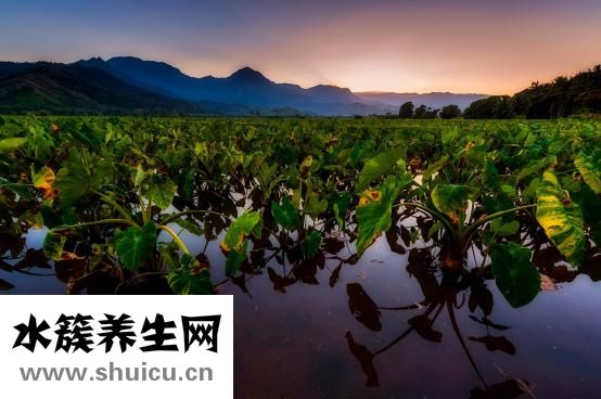 五行缺水怎么辦